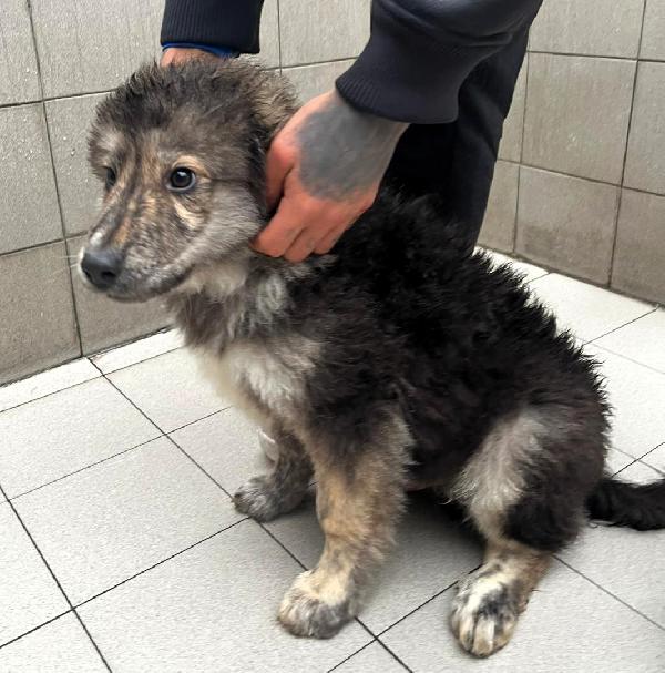 PAUL NEWMAN CUCCIOLO Foto 5